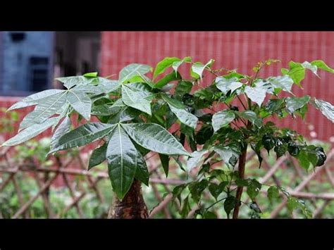 大門植物|聚財門口植物攻略